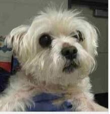 Dandie Dinmont, Dandie Dinmont terrier guessed by k9stud ai