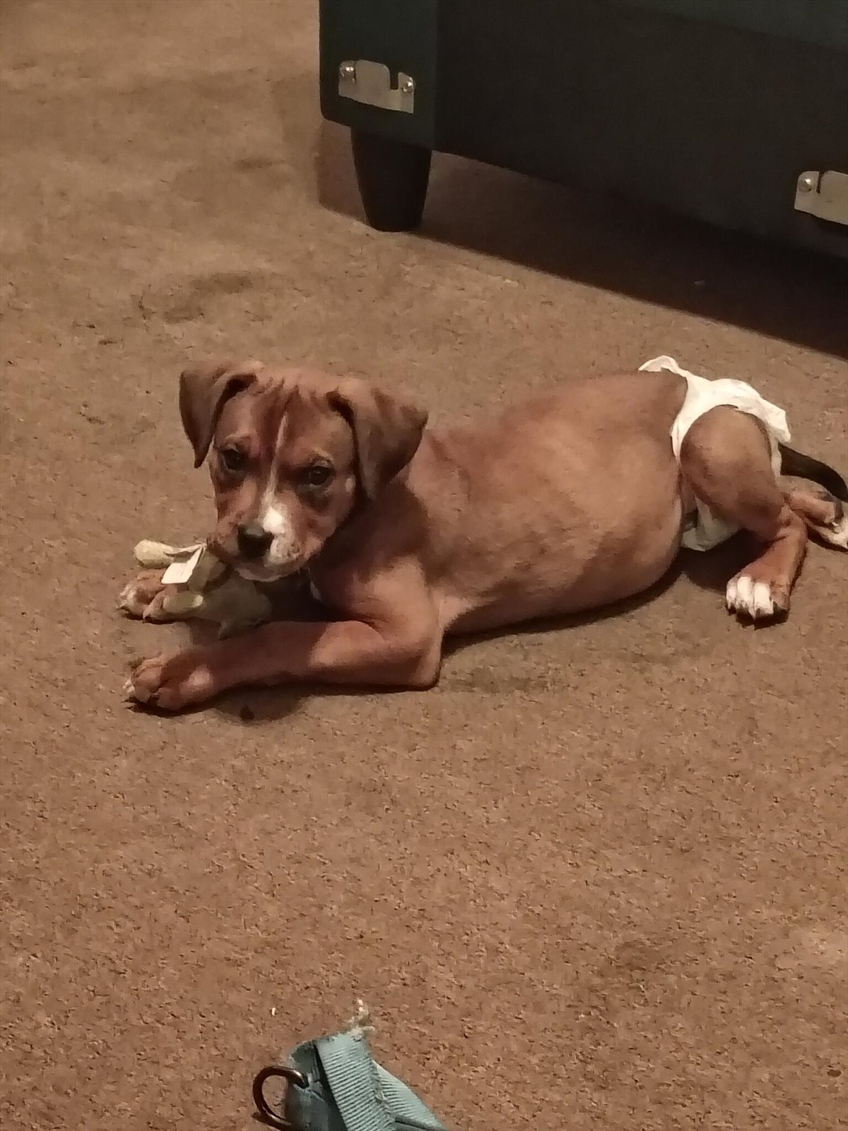 Rhodesian ridgeback guessed by k9stud ai