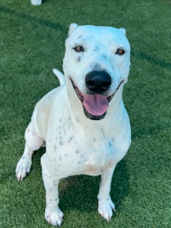 American Staffordshire terrier, Staffordshire terrier, American pit bull terrier, pit bull terrier guessed by k9stud ai