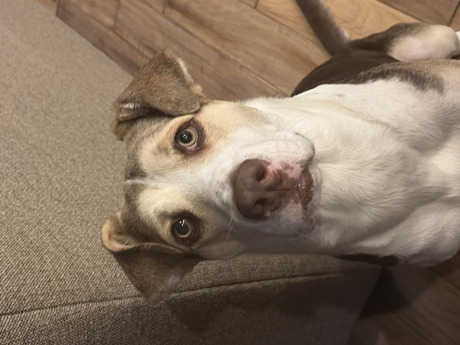 beagle guessed by k9stud ai