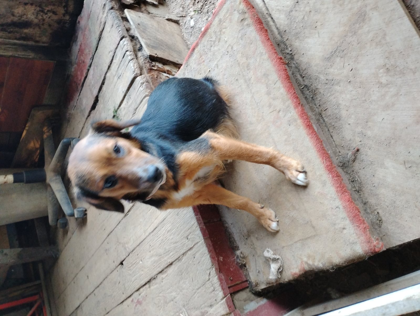 Rottweiler guessed by k9stud ai