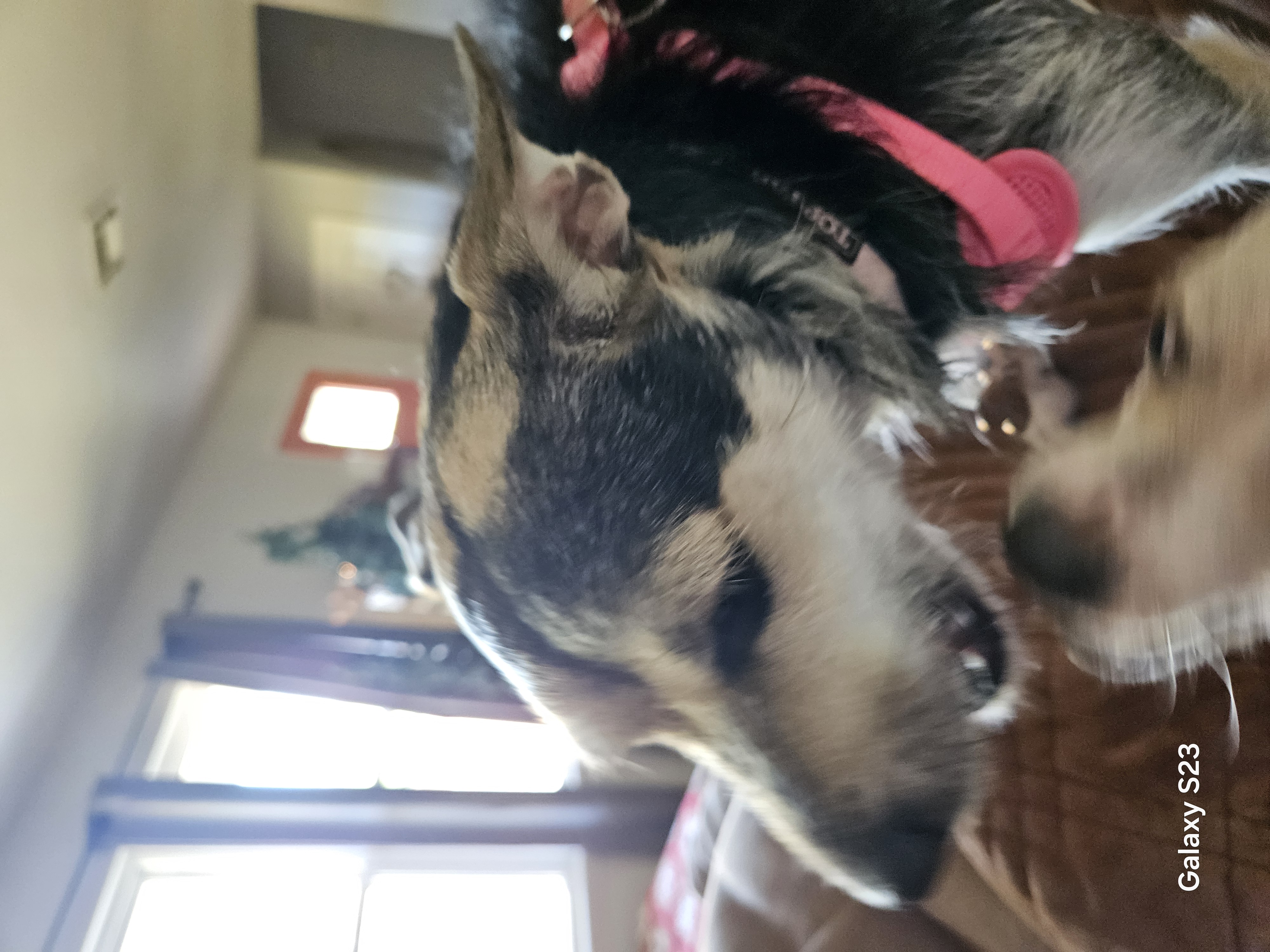 kelpie dog, identified by the K9Stud breed AI