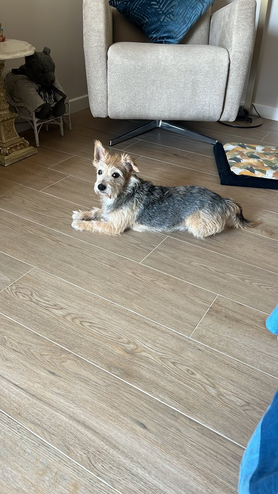 Norwich terrier guessed by k9stud ai