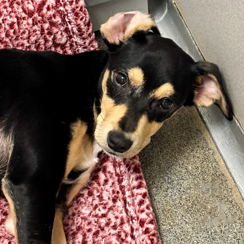 miniature pinscher dog, identified by the K9Stud breed AI