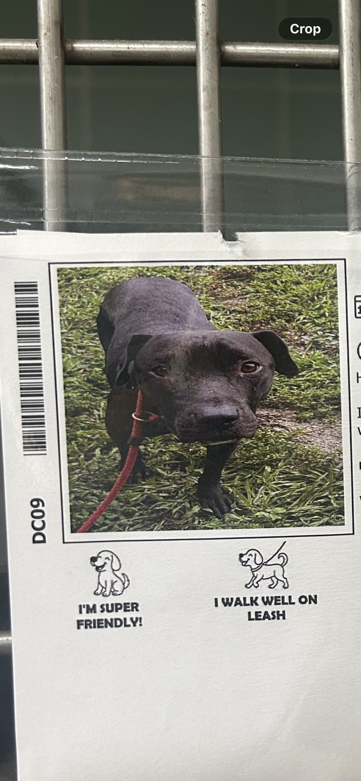 Brabancon griffon dog, identified by the K9Stud breed AI