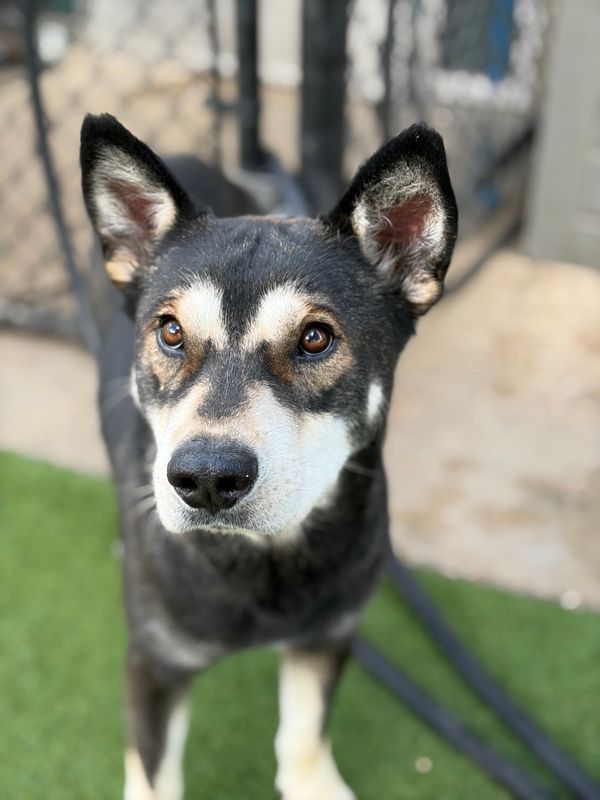 kelpie dog, identified by the K9Stud breed AI