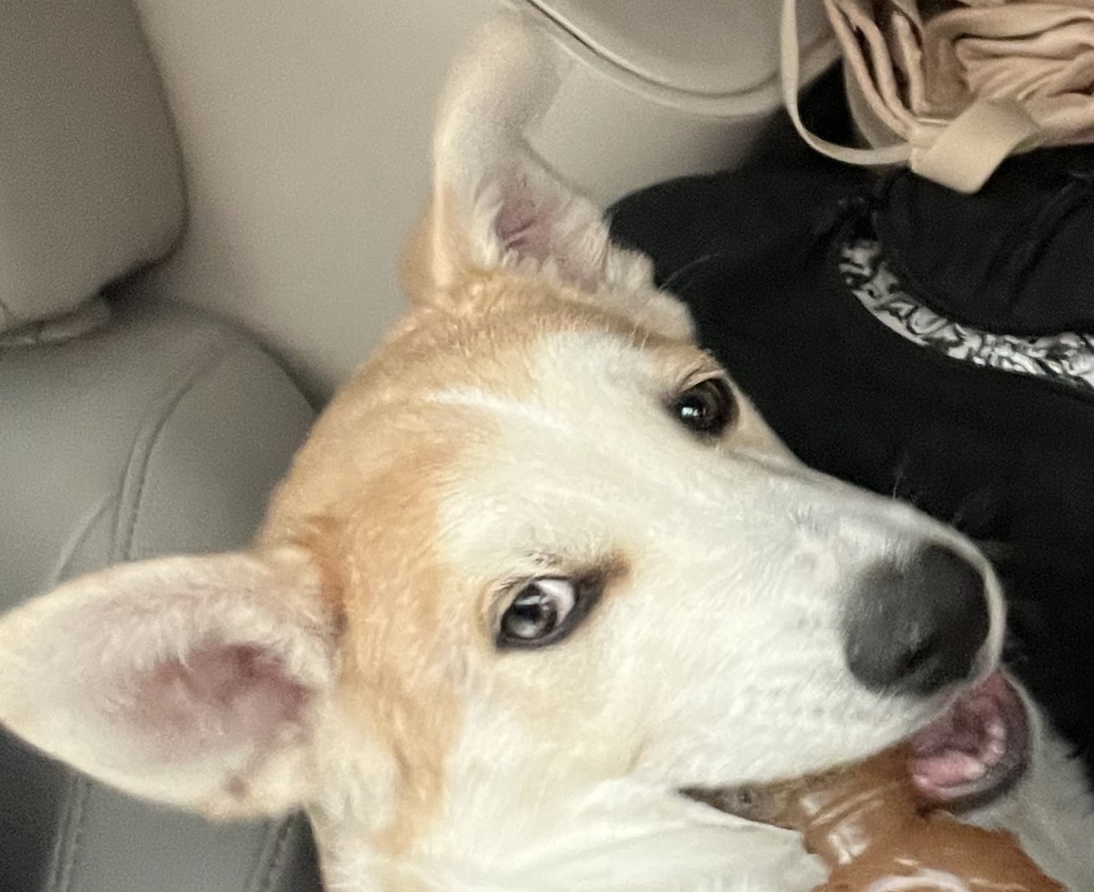 Siberian husky dog, identified by the K9Stud breed AI