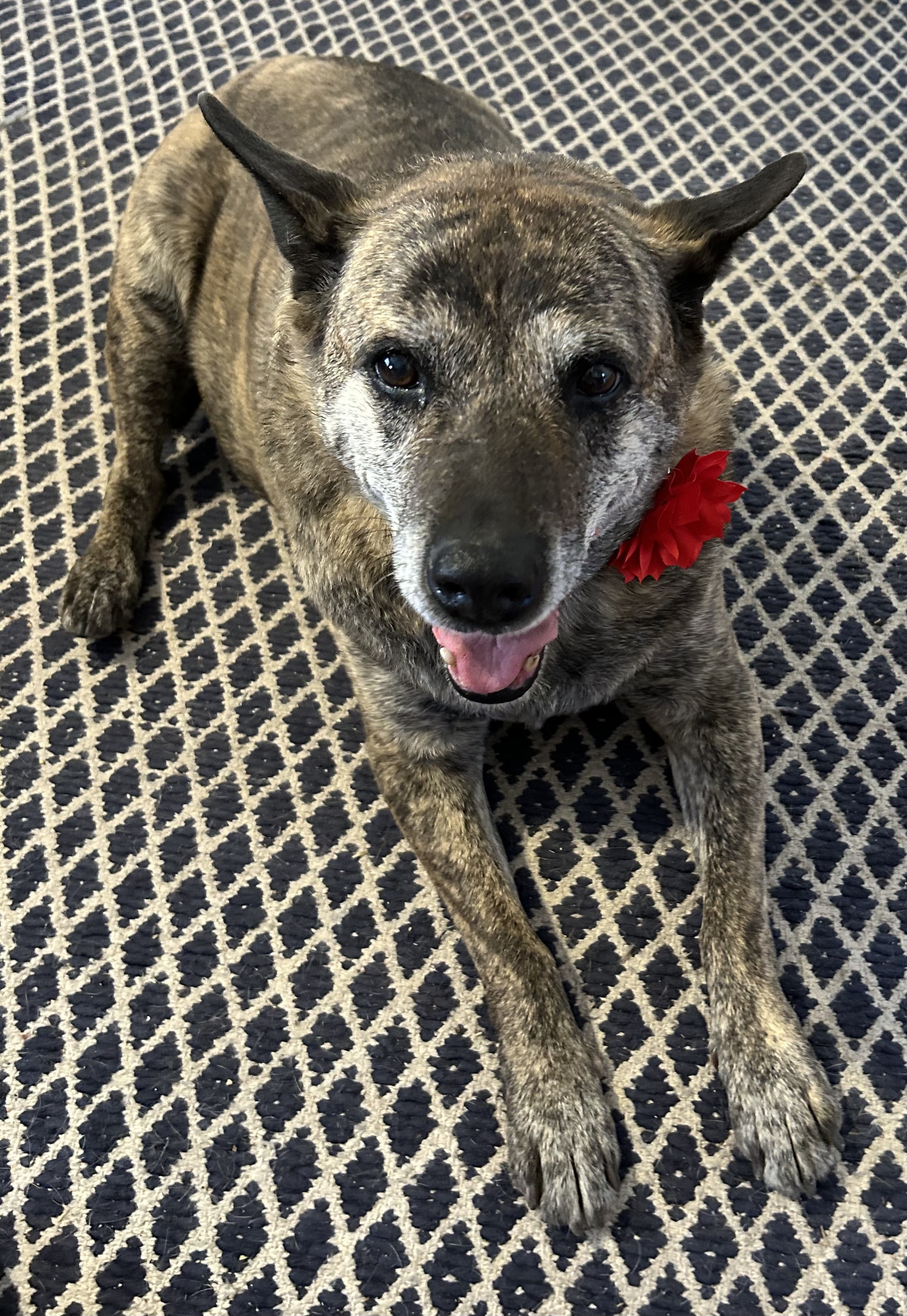dingo, warrigal, warragal, Canis dingo dog, identified by the K9Stud breed AI