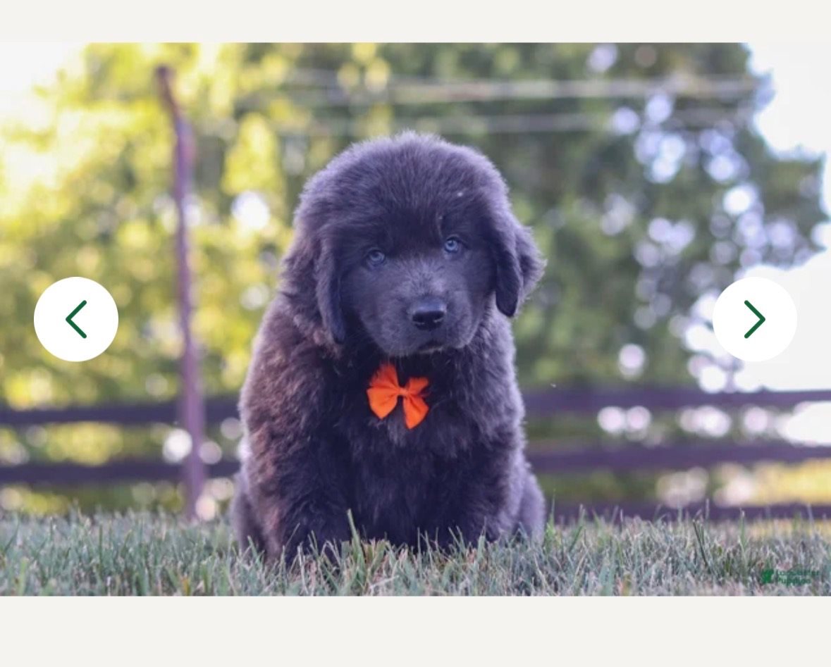 Newfoundland, Newfoundland dog guessed by k9stud ai
