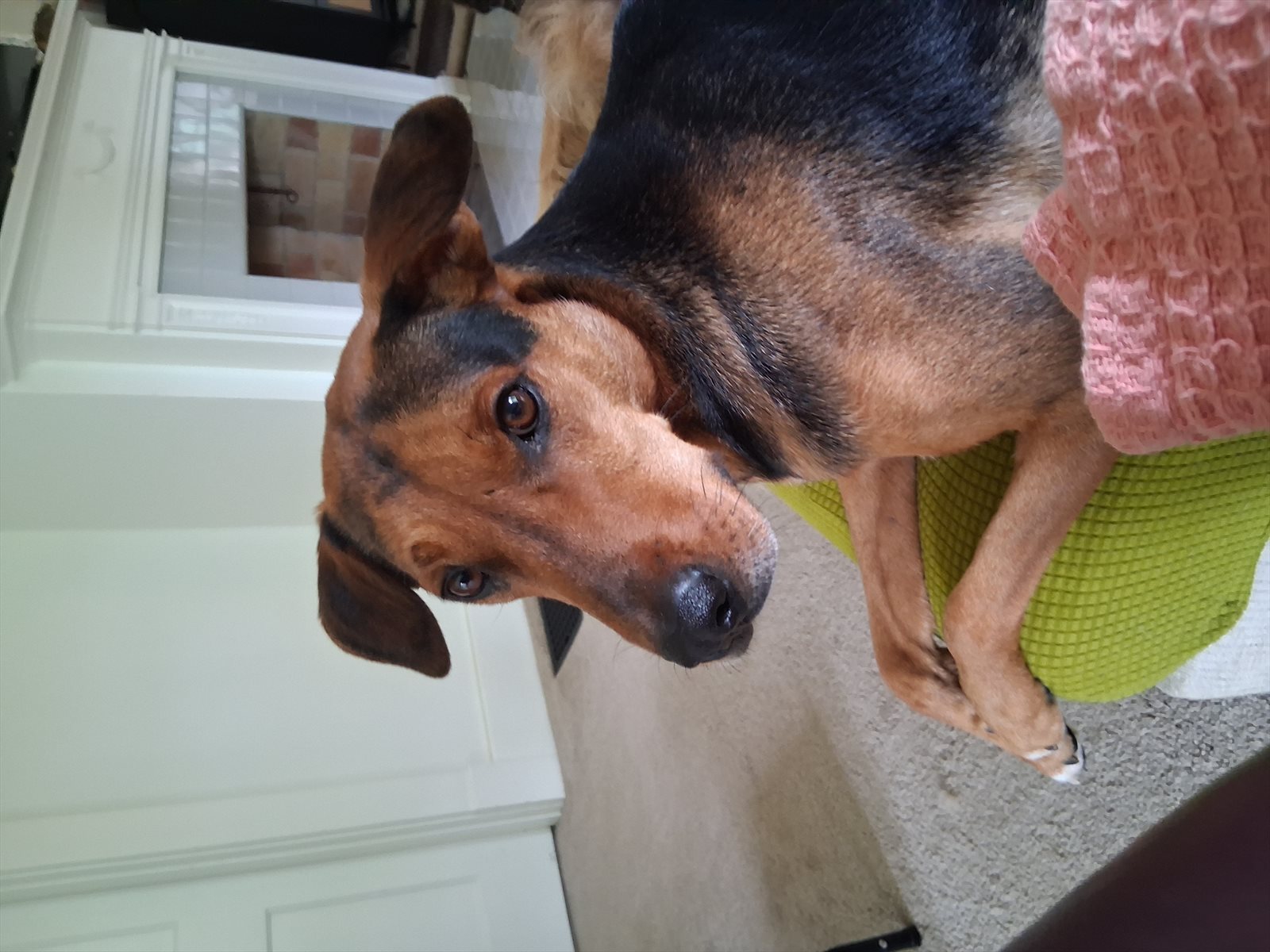tan coonhound guessed by k9stud ai