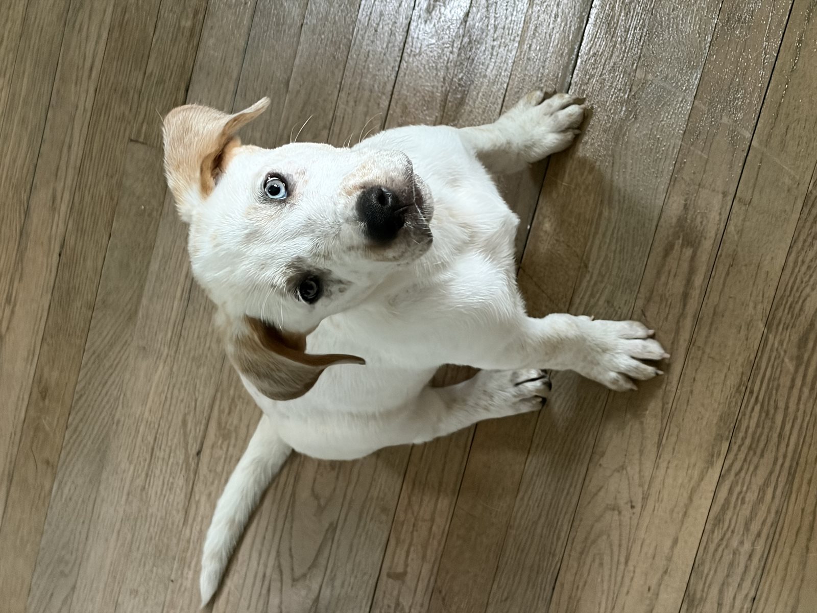 Labrador retriever guessed by k9stud ai