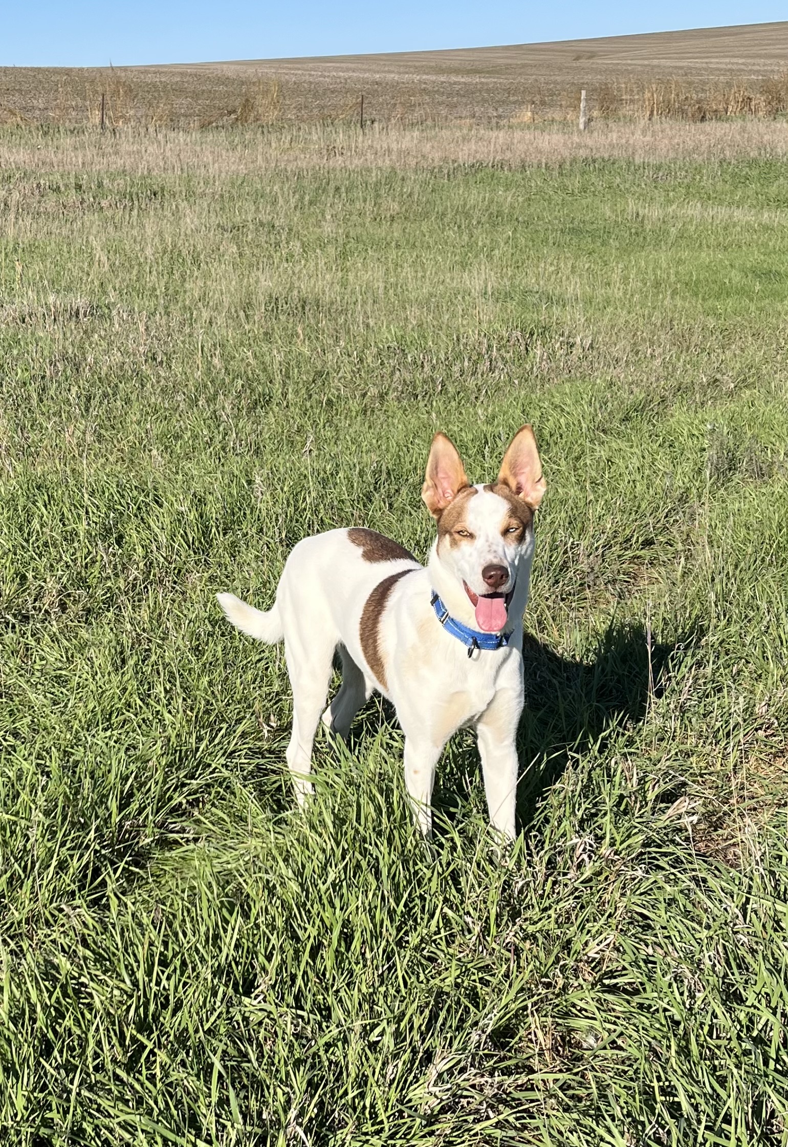 toy terrier dog, identified by the K9Stud breed AI