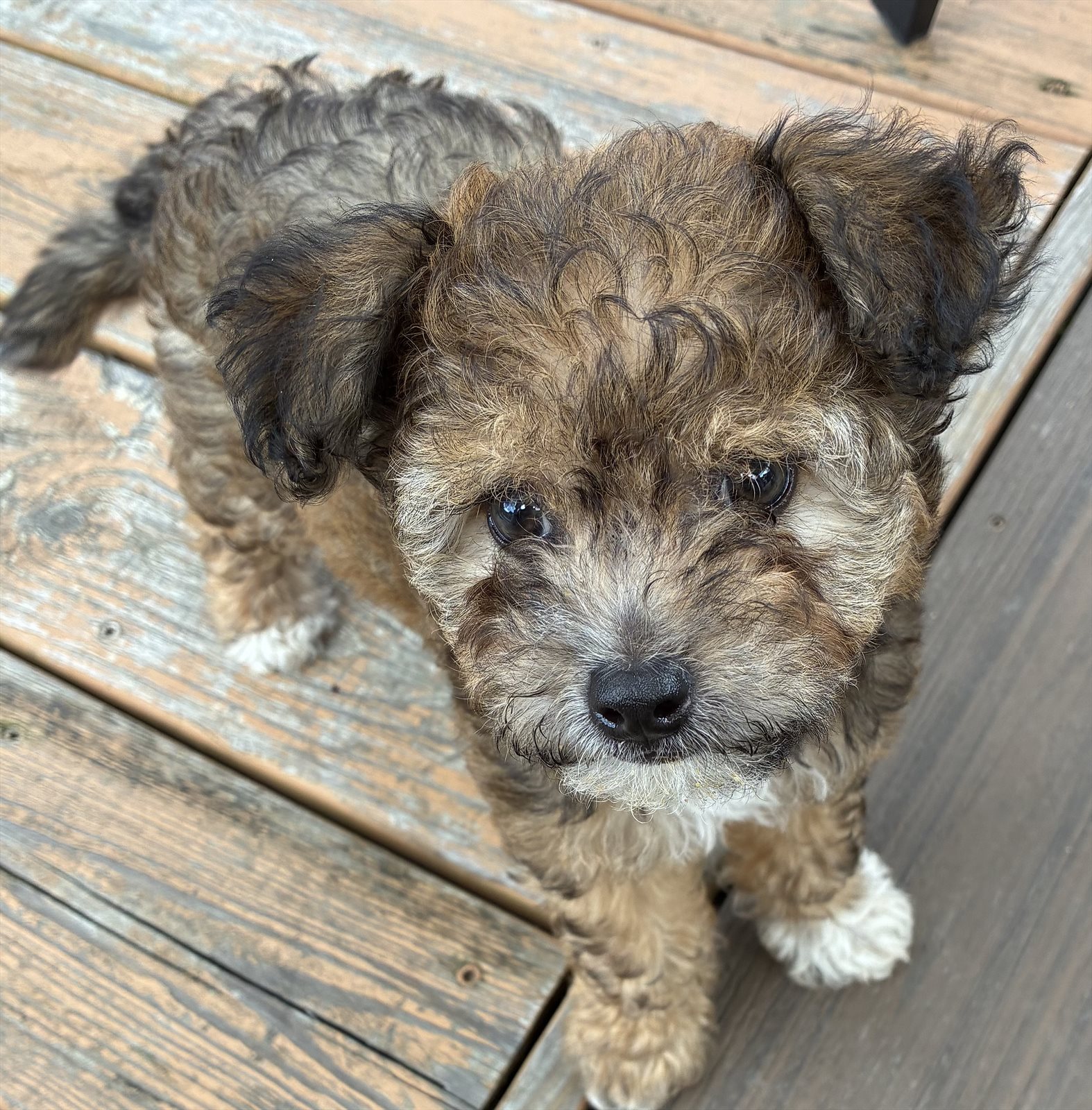 Norwich terrier guessed by k9stud ai