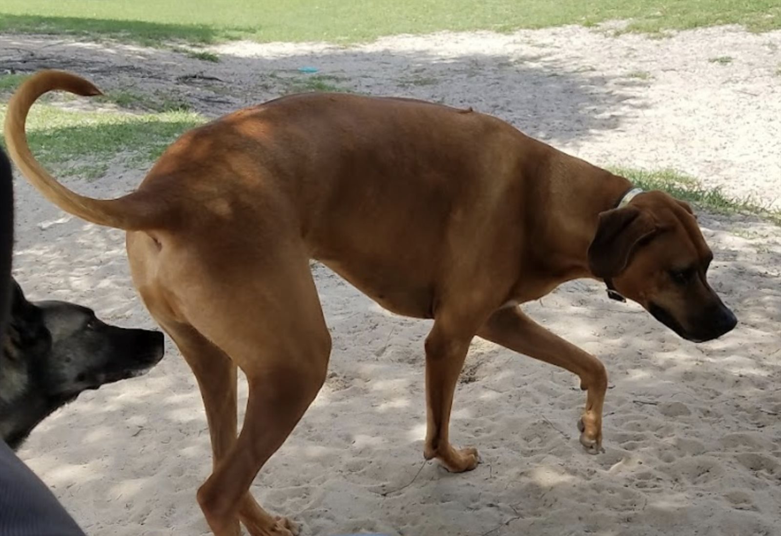 Rhodesian ridgeback guessed by k9stud ai