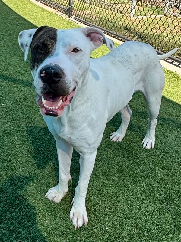 American Staffordshire terrier, Staffordshire terrier, American pit bull terrier, pit bull terrier dog, identified by the K9Stud breed AI