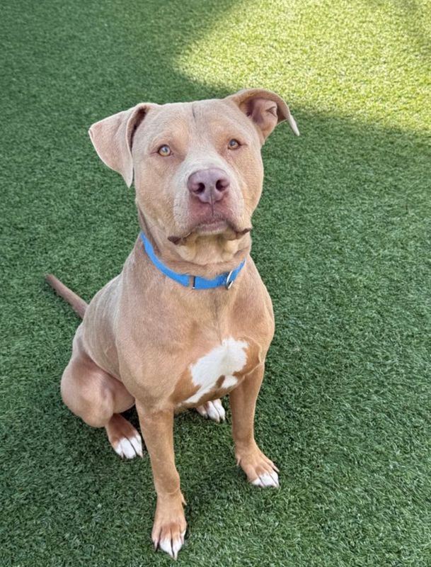 American Staffordshire terrier, Staffordshire terrier, American pit bull terrier, pit bull terrier dog, identified by the K9Stud breed AI