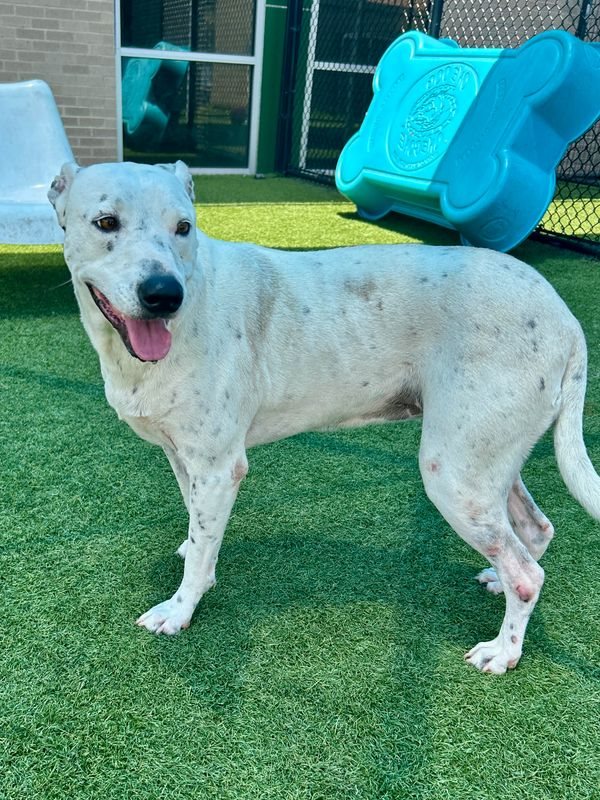 Great Dane guessed by k9stud ai