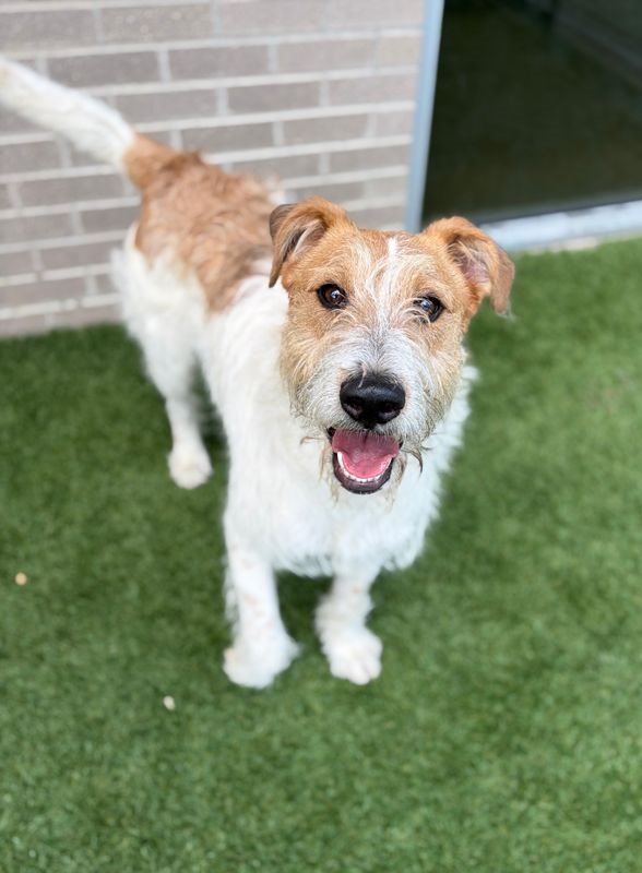 haired fox terrier guessed by k9stud ai
