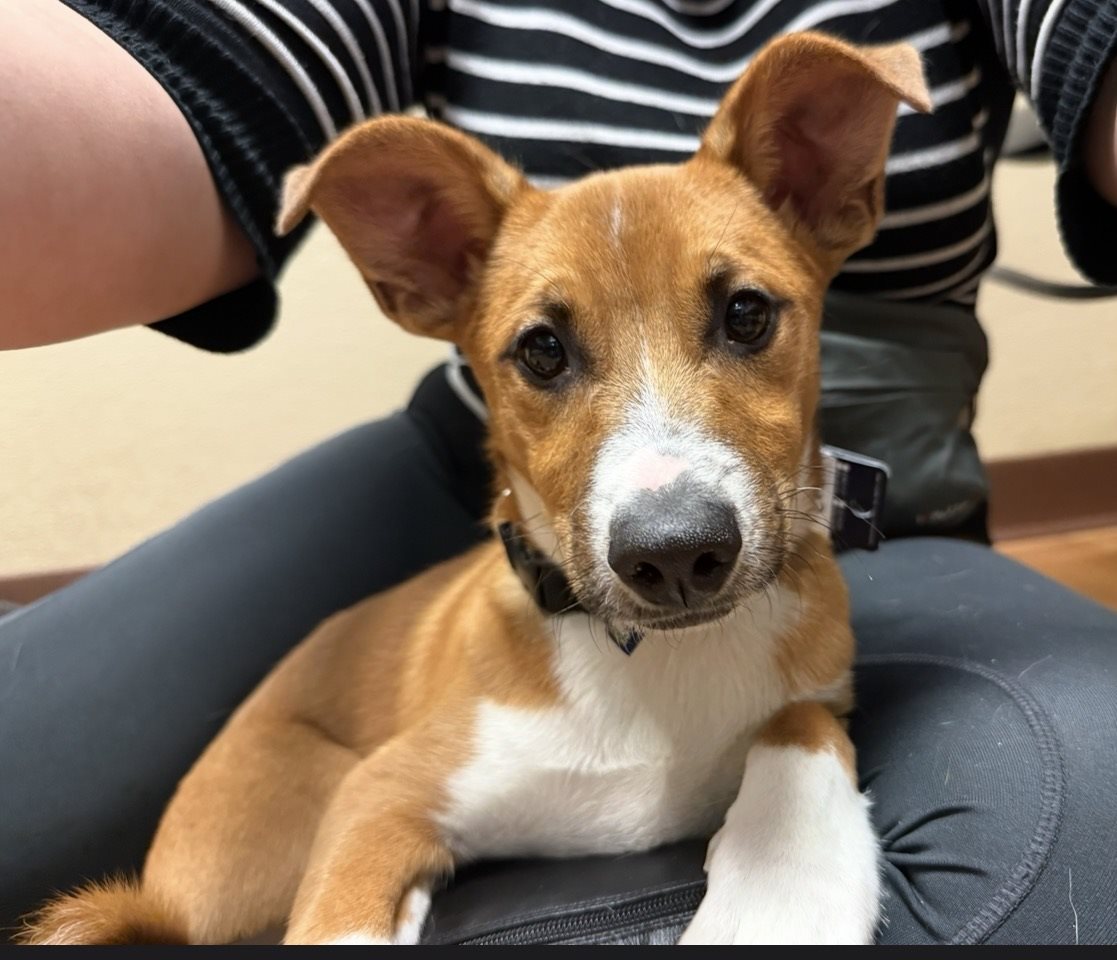 basenji guessed by k9stud ai