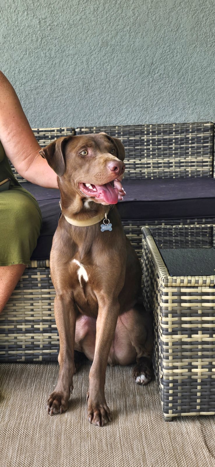 Chesapeake Bay retriever guessed by k9stud ai
