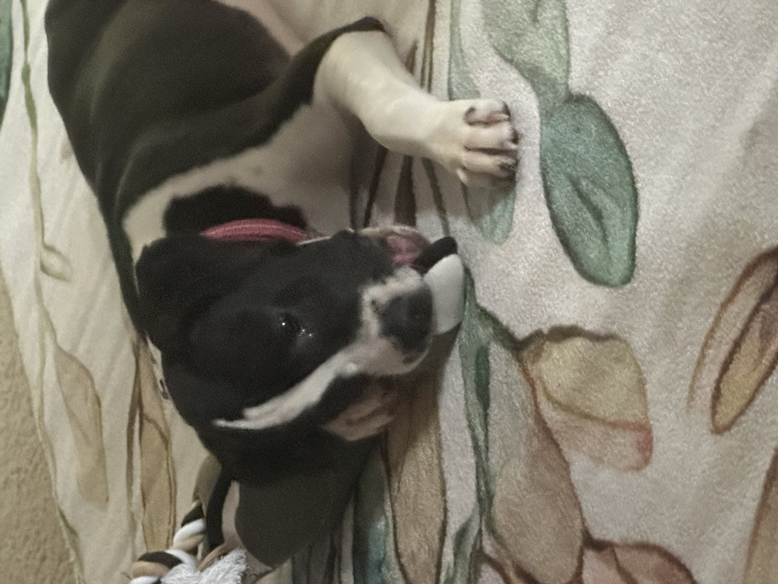 Boston bull, Boston terrier guessed by k9stud ai