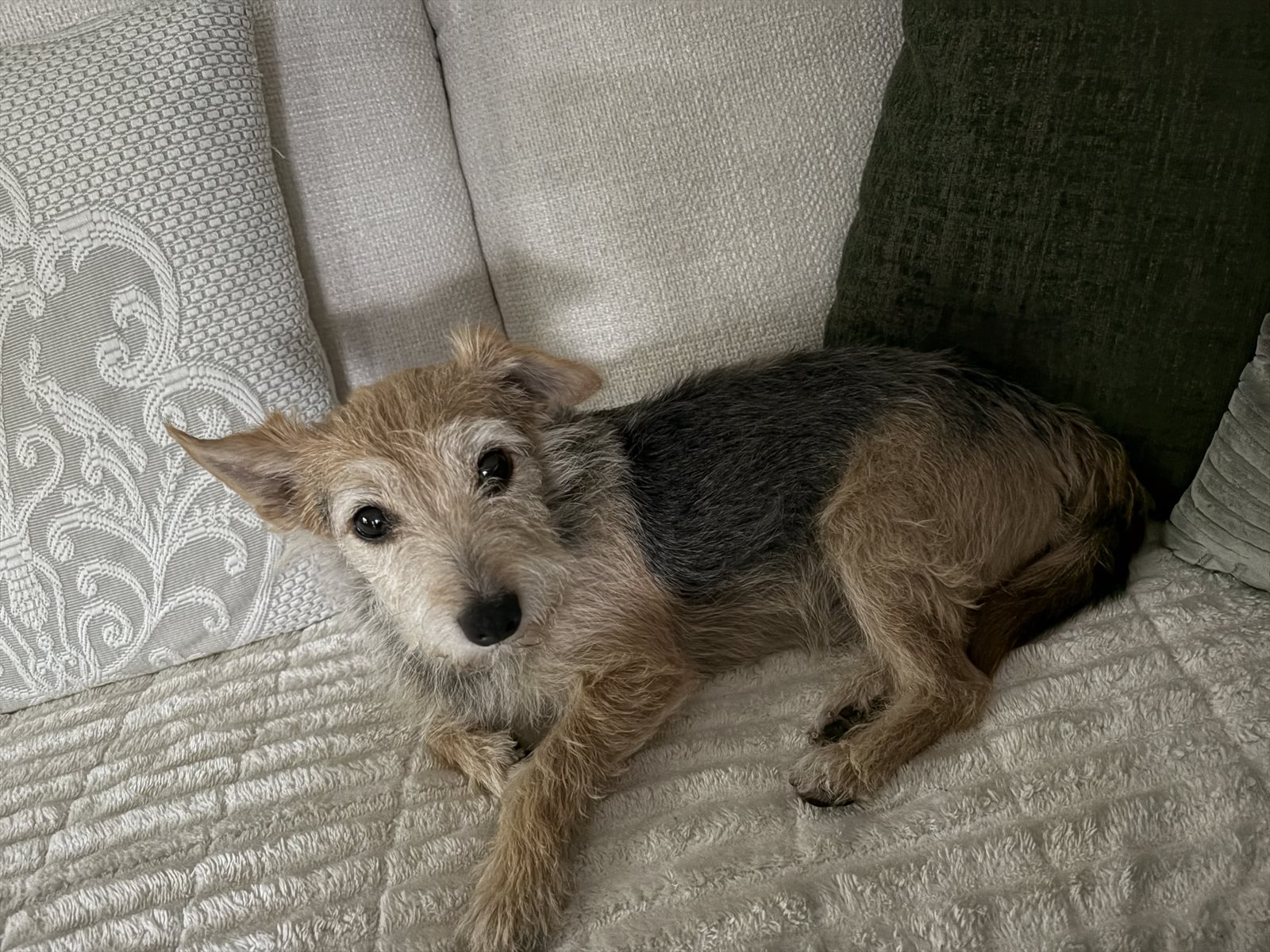 Lakeland terrier guessed by k9stud ai