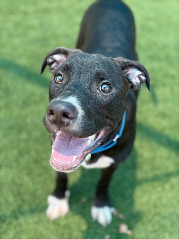 American Staffordshire terrier, Staffordshire terrier, American pit bull terrier, pit bull terrier dog, identified by the K9Stud breed AI