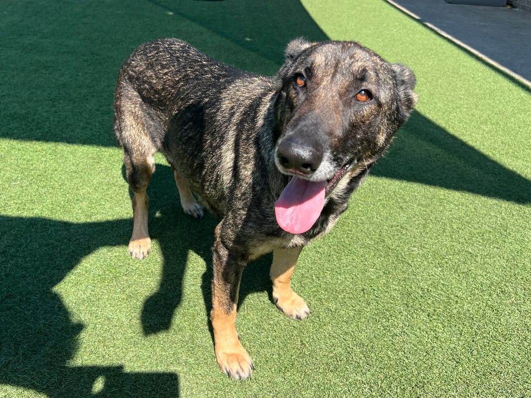 malinois guessed by k9stud ai
