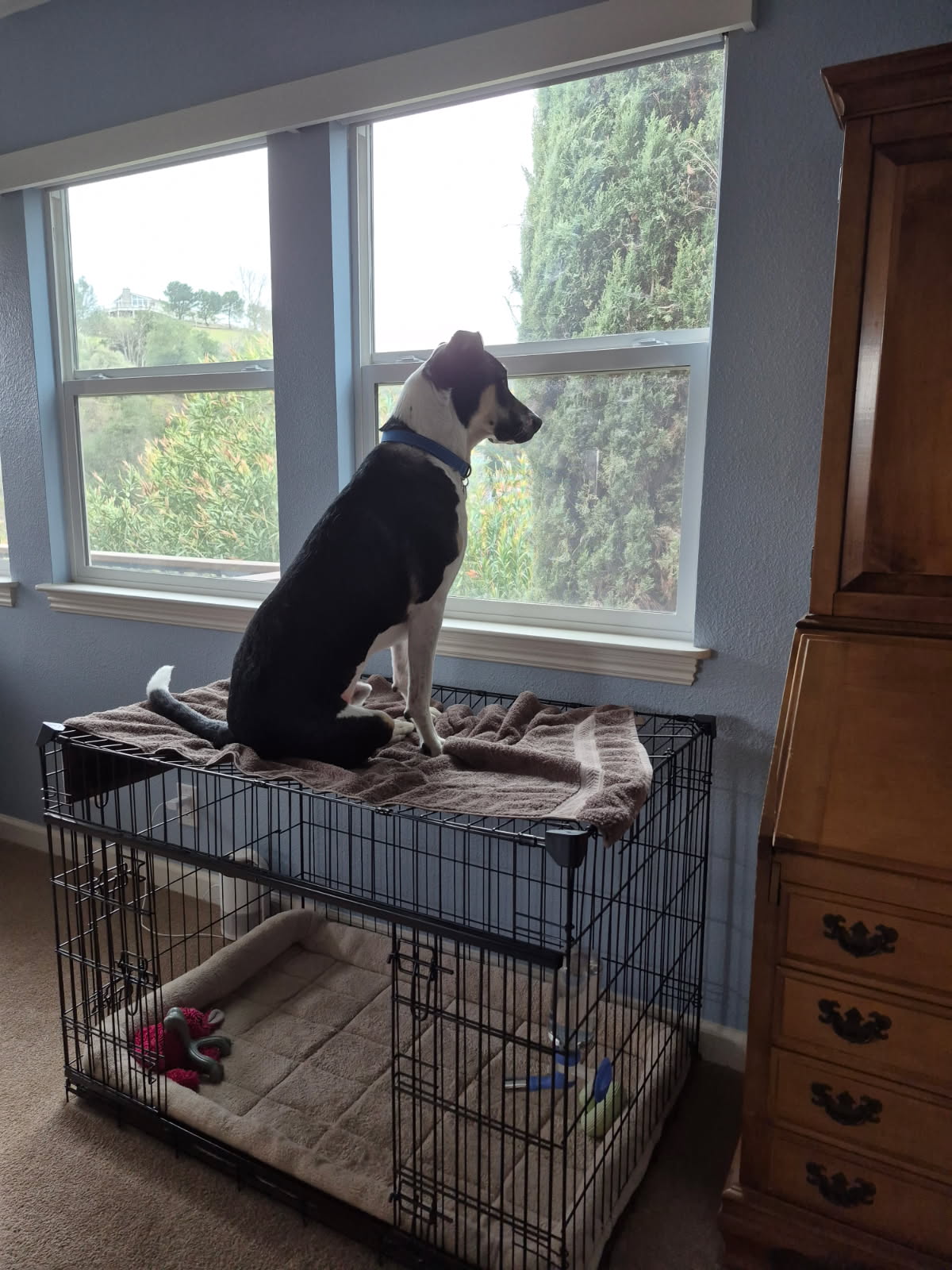 Boston bull, Boston terrier dog, identified by the K9Stud breed AI