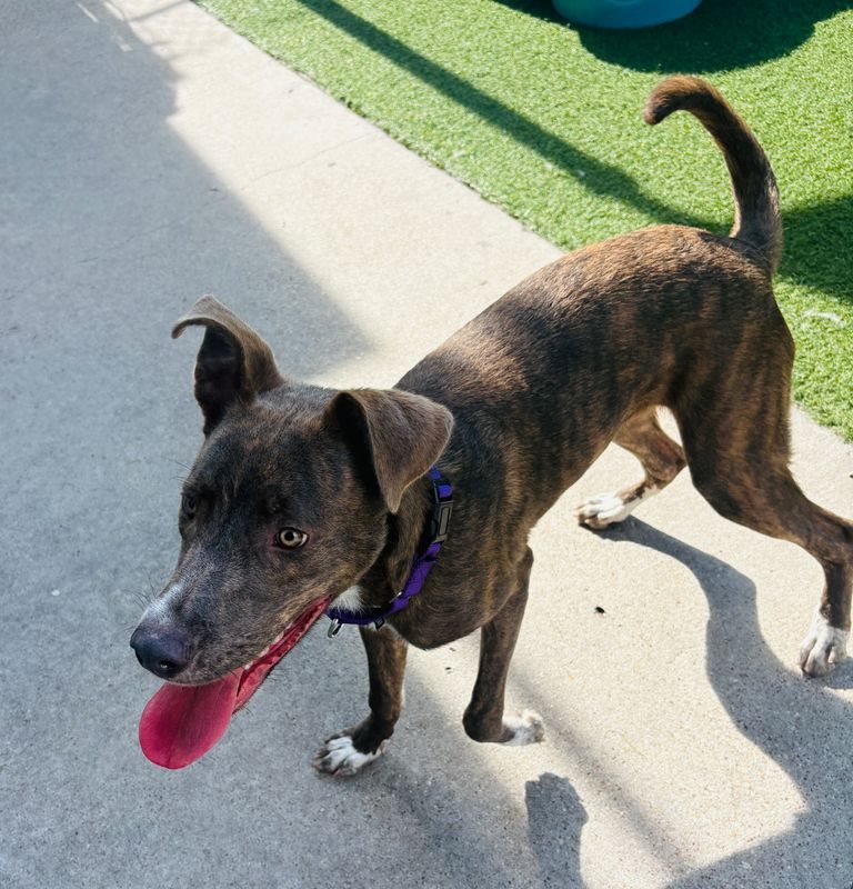 American Staffordshire terrier, Staffordshire terrier, American pit bull terrier, pit bull terrier guessed by k9stud ai