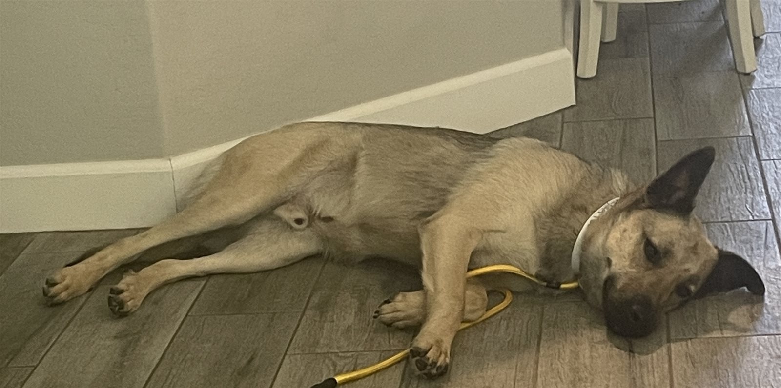malinois guessed by k9stud ai