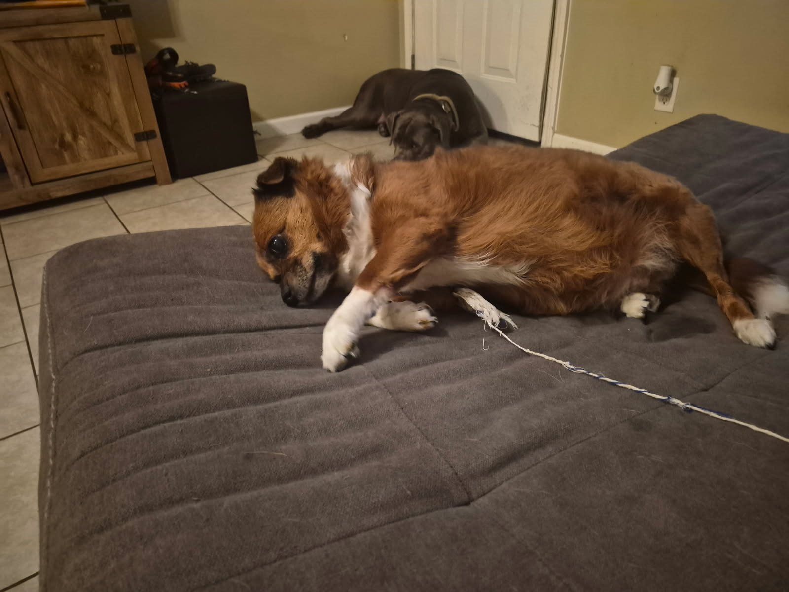 Cardigan, Cardigan Welsh corgi guessed by k9stud ai