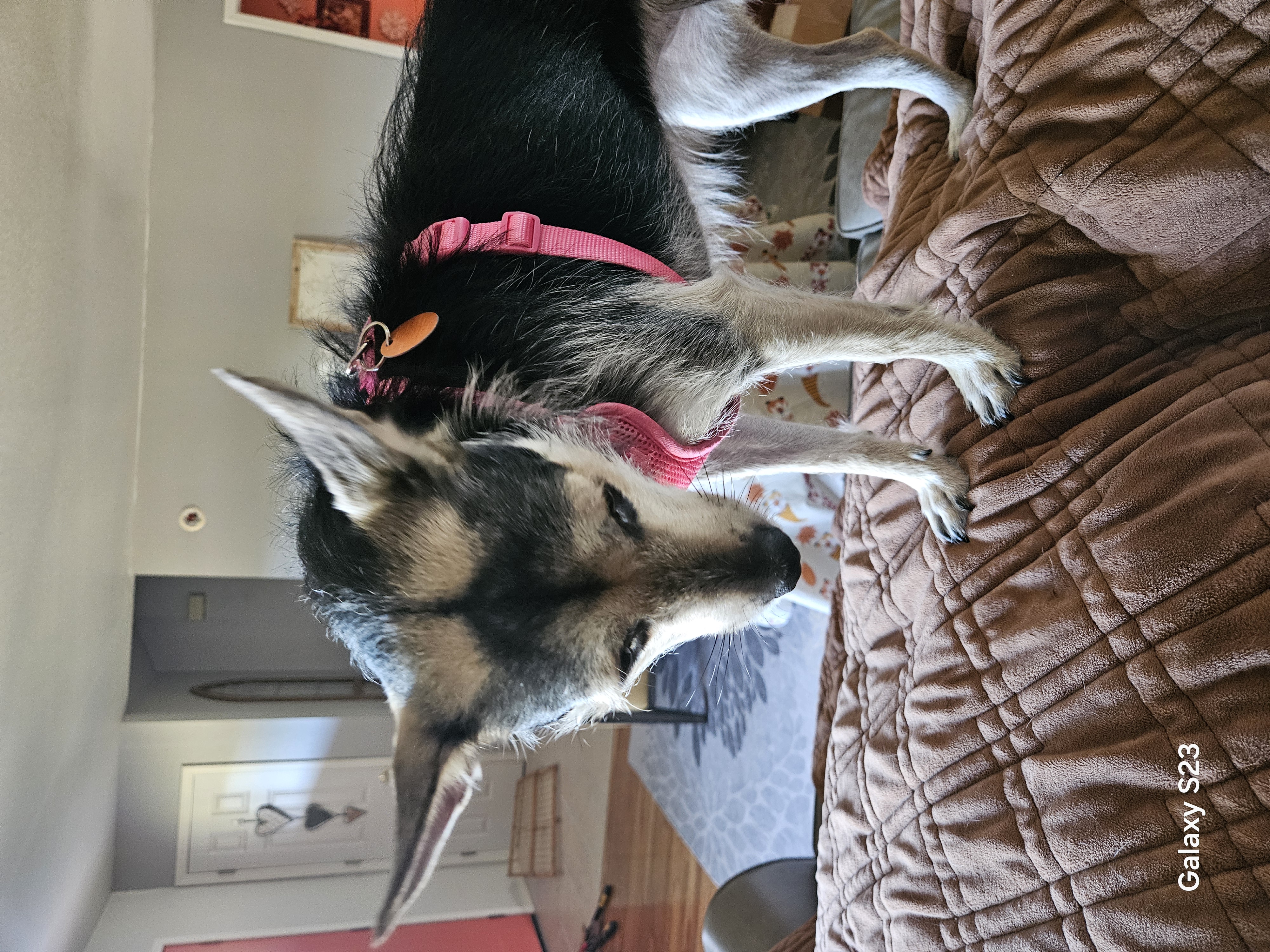 German shepherd, German shepherd dog, German police dog, alsatian dog, identified by the K9Stud breed AI