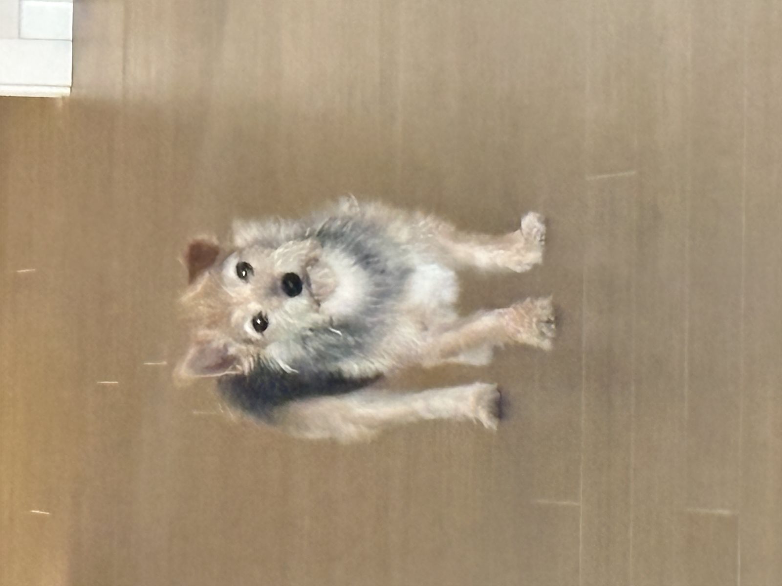 marmoset guessed by k9stud ai