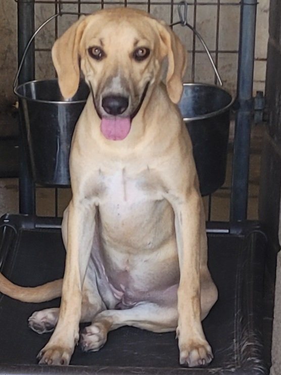 Rhodesian ridgeback guessed by k9stud ai
