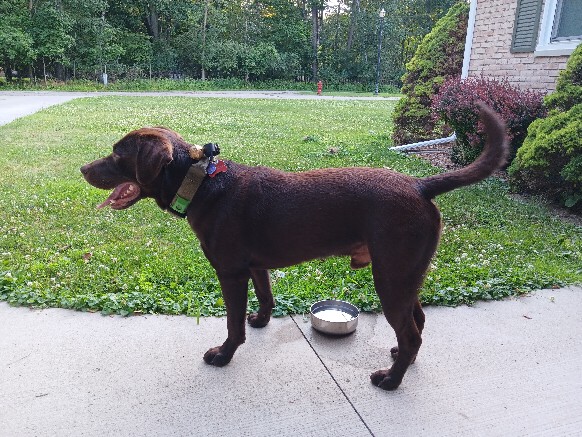 Labrador retriever dog, identified by the K9Stud breed AI