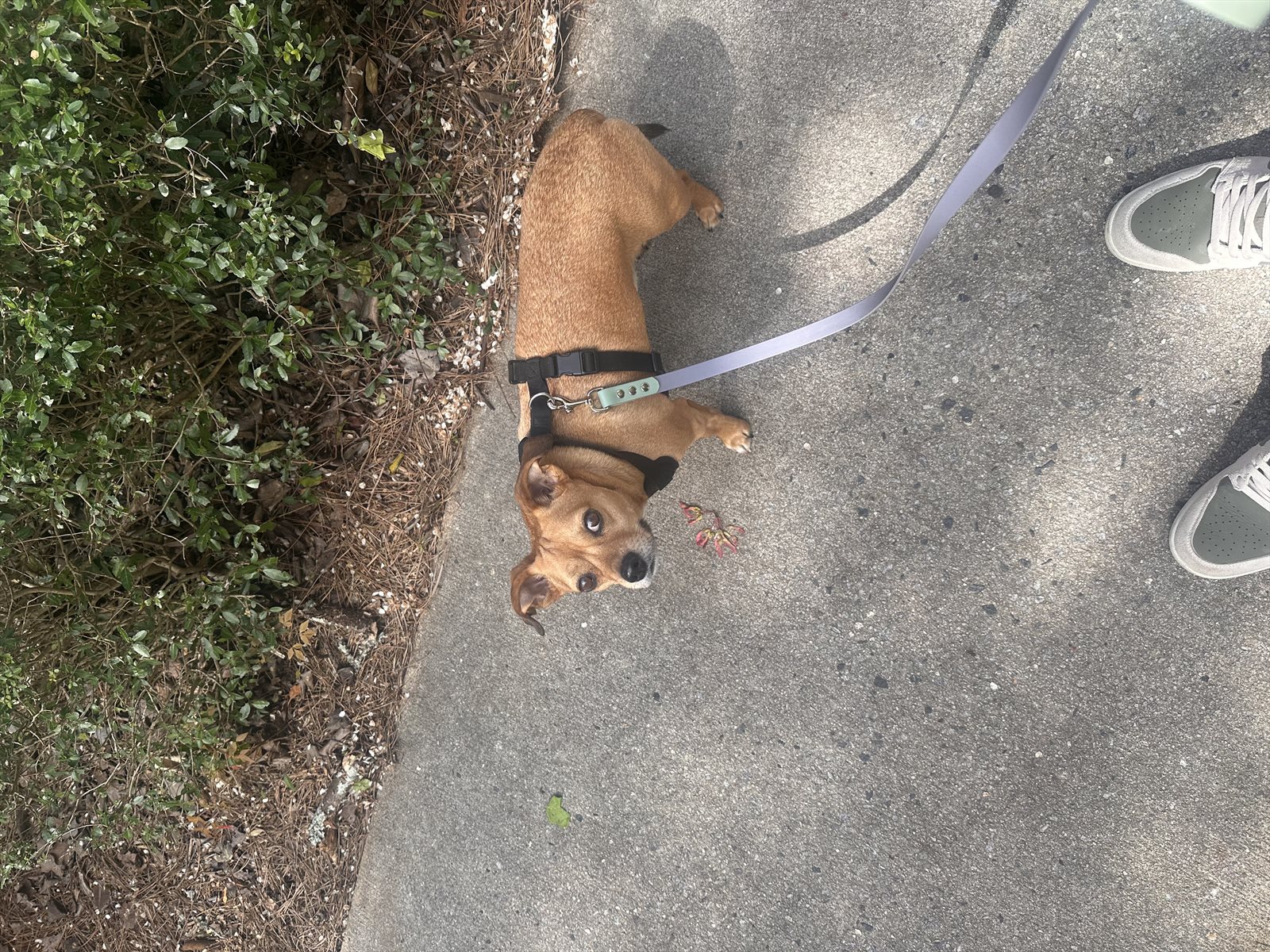 miniature pinscher guessed by k9stud ai