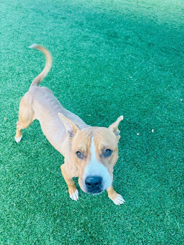 American Staffordshire terrier, Staffordshire terrier, American pit bull terrier, pit bull terrier dog, identified by the K9Stud breed AI