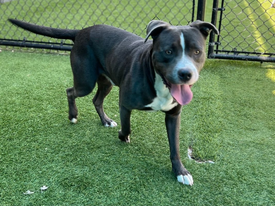 American Staffordshire terrier, Staffordshire terrier, American pit bull terrier, pit bull terrier guessed by k9stud ai