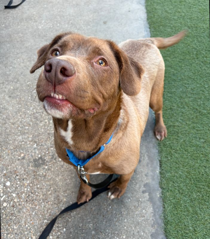 Chesapeake Bay retriever dog, identified by the K9Stud breed AI