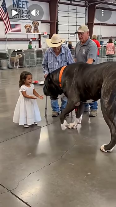 Great Dane guessed by k9stud ai