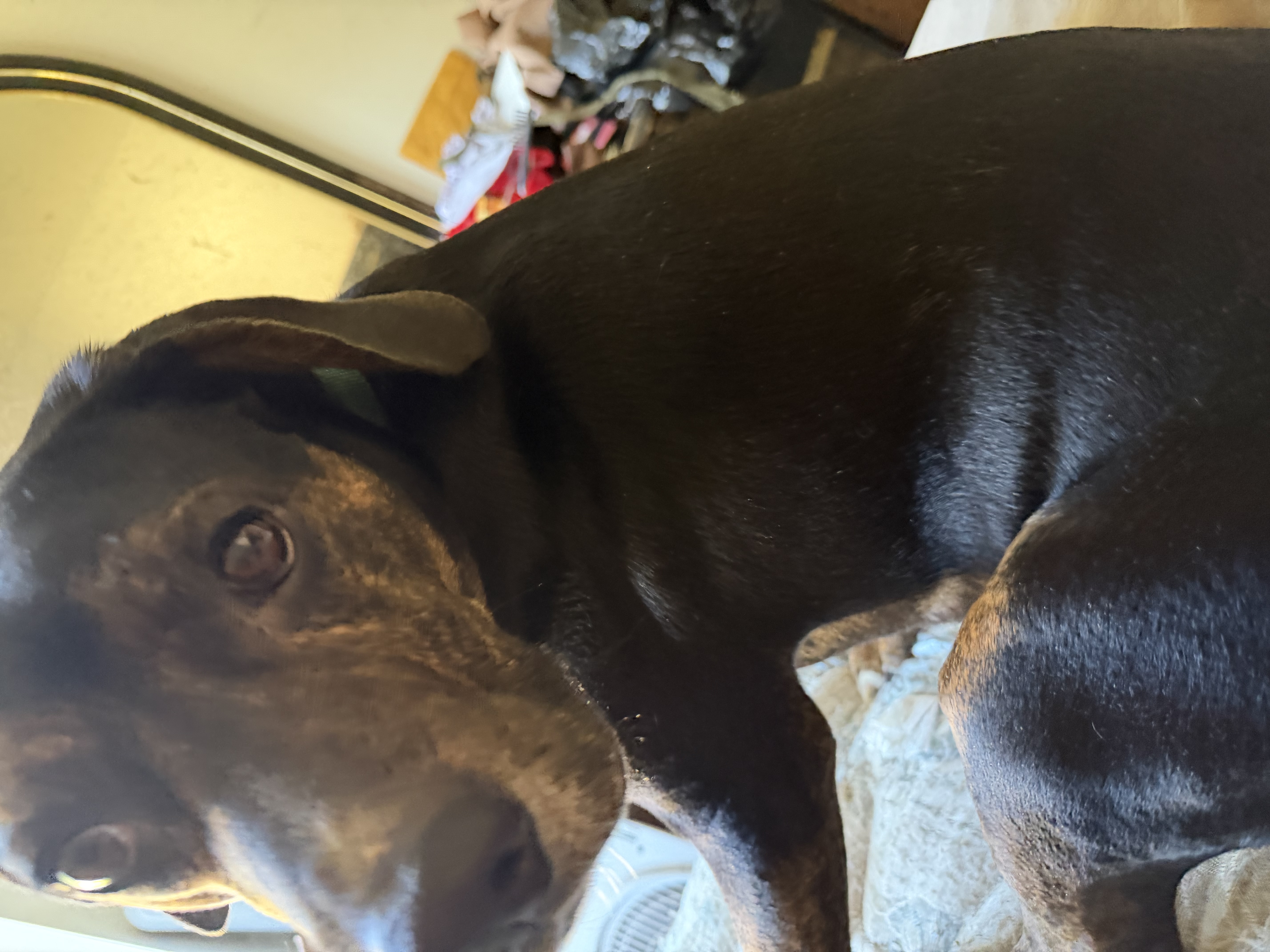 Doberman, Doberman pinscher dog, identified by the K9Stud breed AI