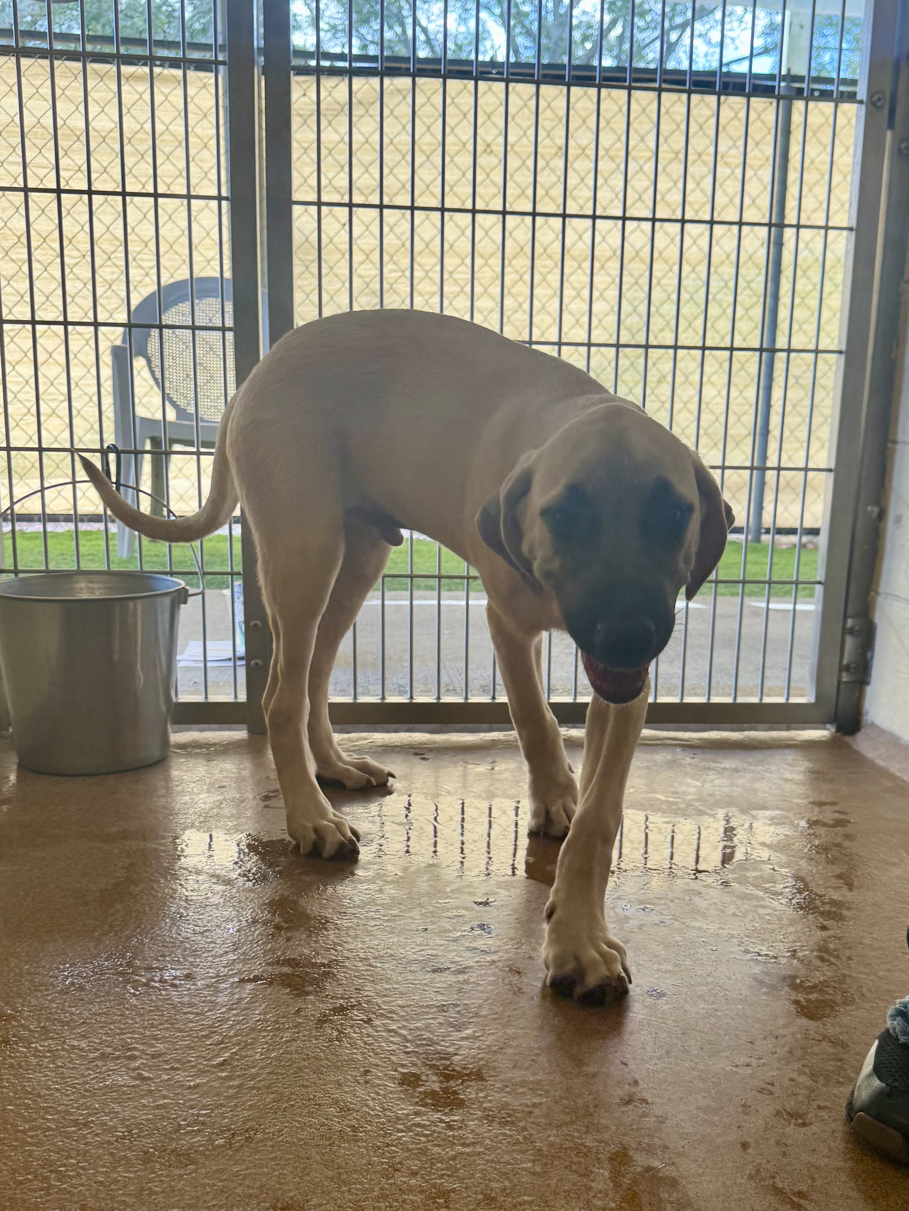 Great Dane dog, identified by the K9Stud breed AI