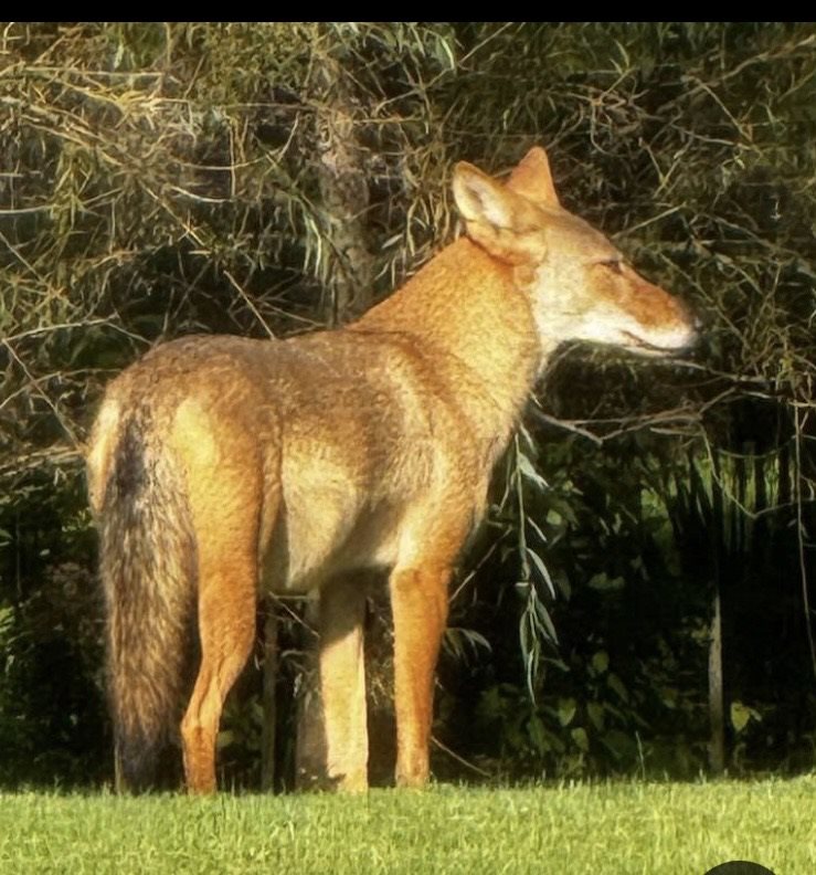 dingo, warrigal, warragal, Canis dingo guessed by k9stud ai