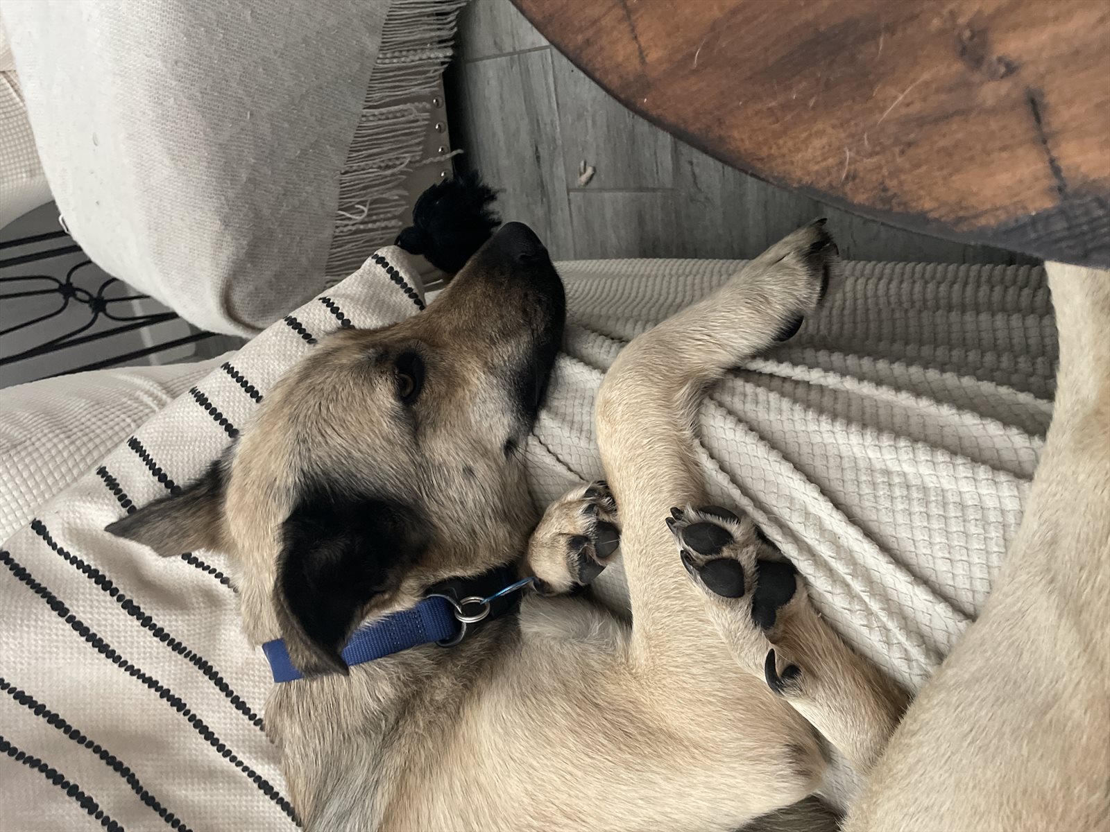 malinois guessed by k9stud ai