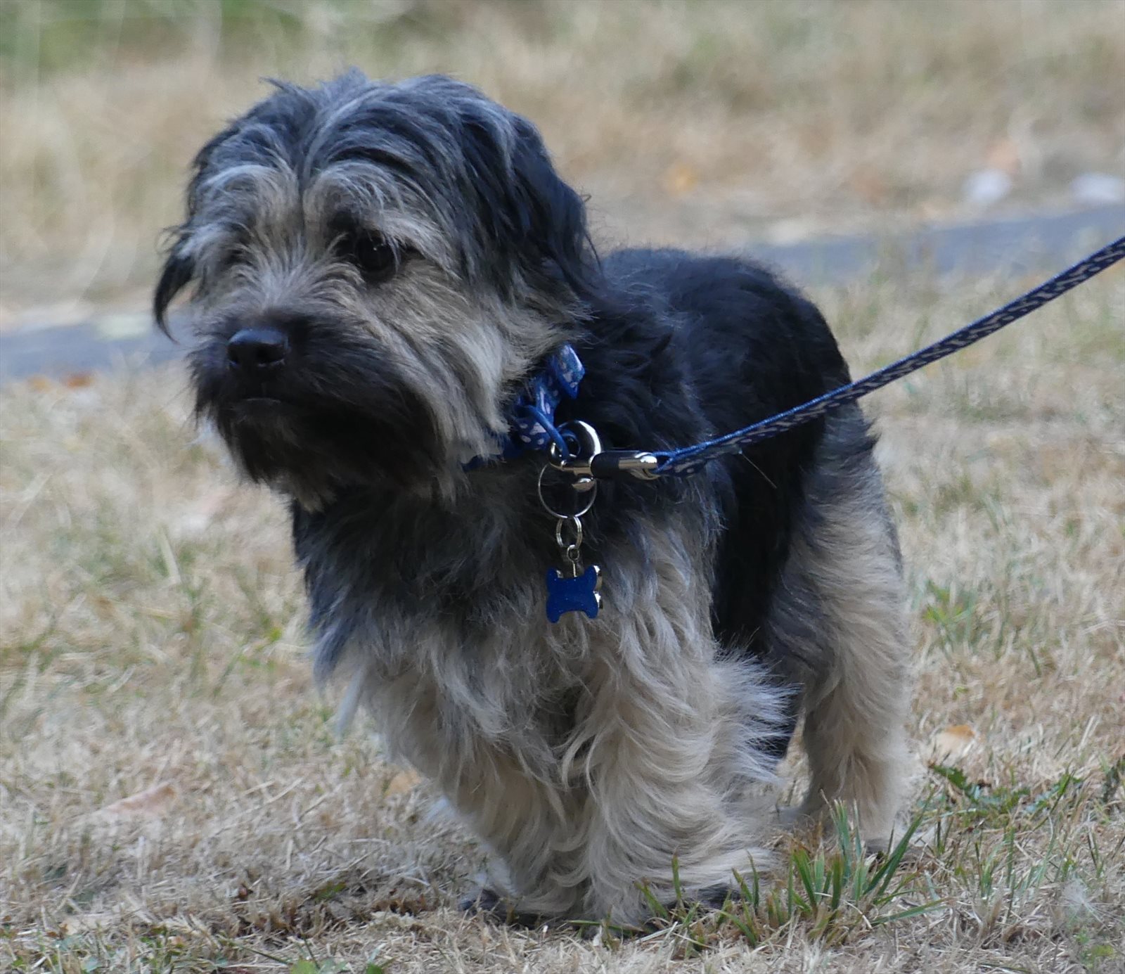 Norfolk terrier guessed by k9stud ai