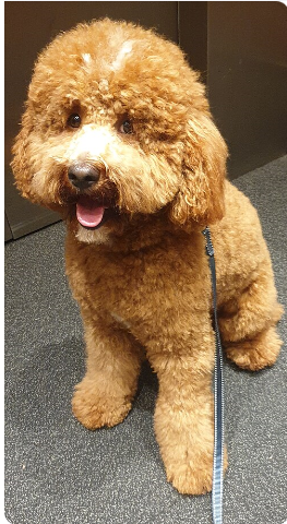 miniature poodle dog, identified by the K9Stud breed AI