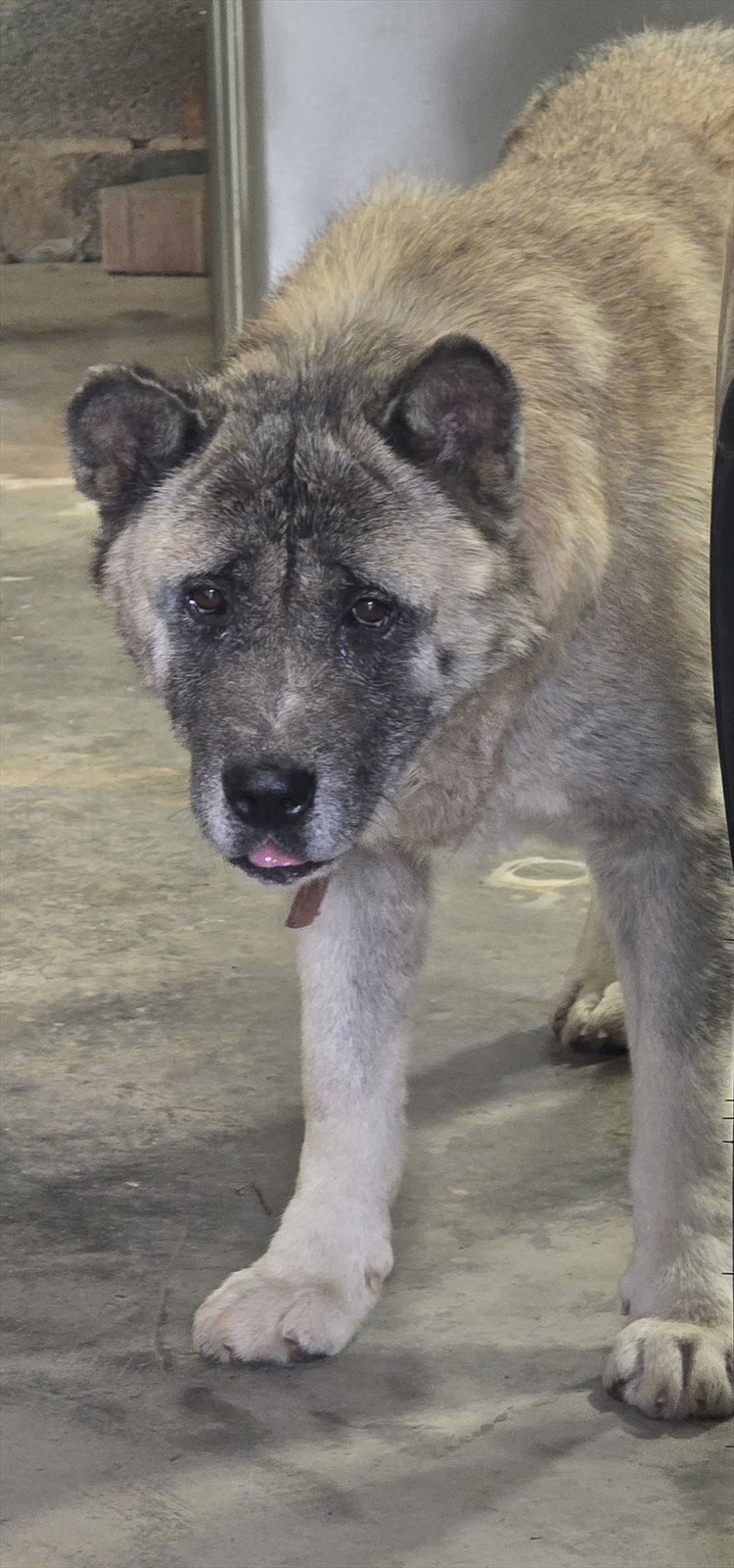 Norwegian elkhound, elkhound guessed by k9stud ai