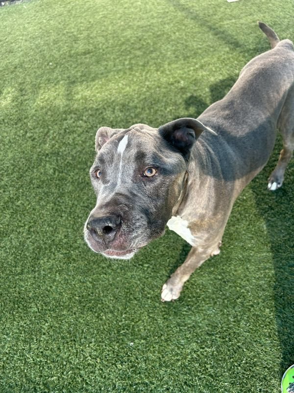 American Staffordshire terrier, Staffordshire terrier, American pit bull terrier, pit bull terrier guessed by k9stud ai