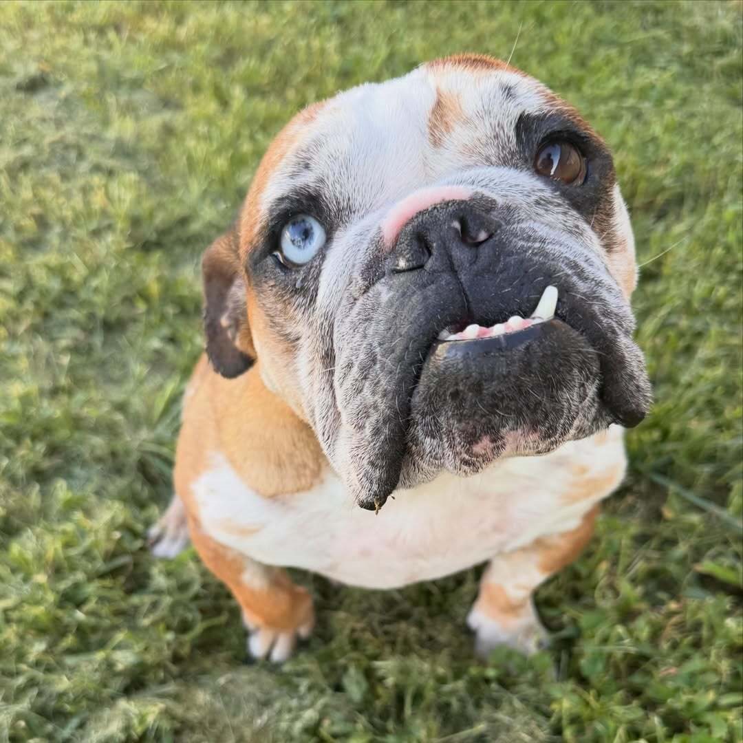 boxer guessed by k9stud ai